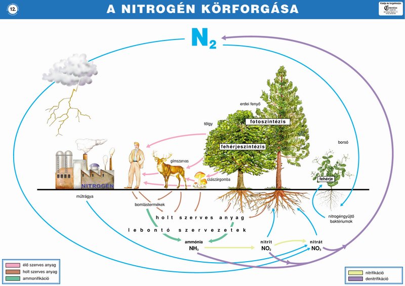 az emberi fonálférgek körforgása)
