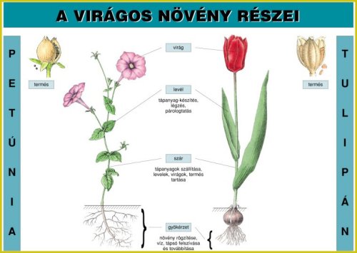 az emberi test fő részei video